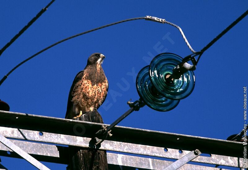 Swainson's Hawkadult