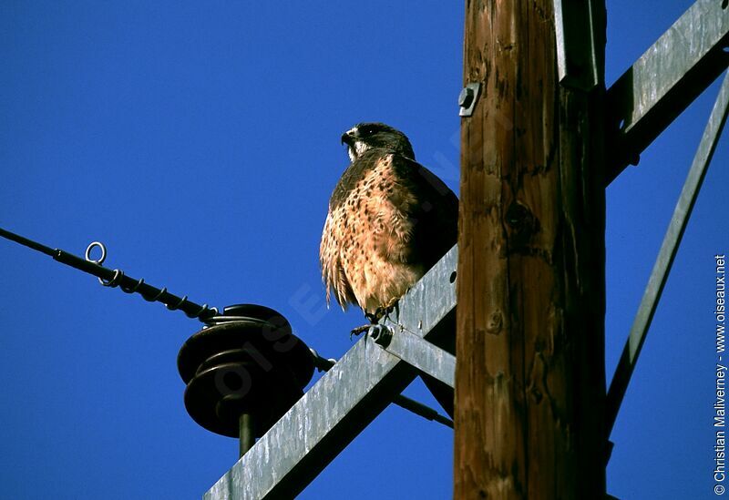 Swainson's Hawkadult