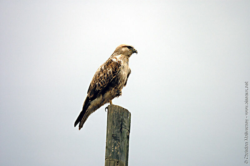 Long-legged Buzzardadult