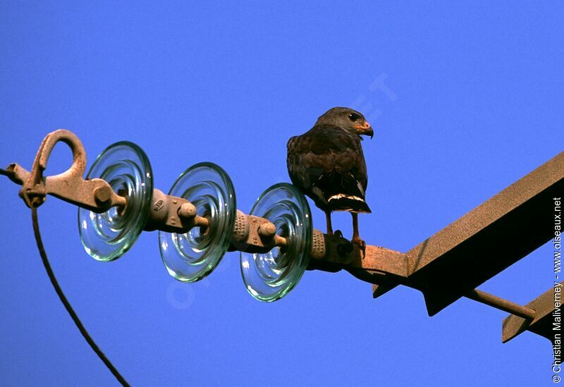 Common Black Hawkadult