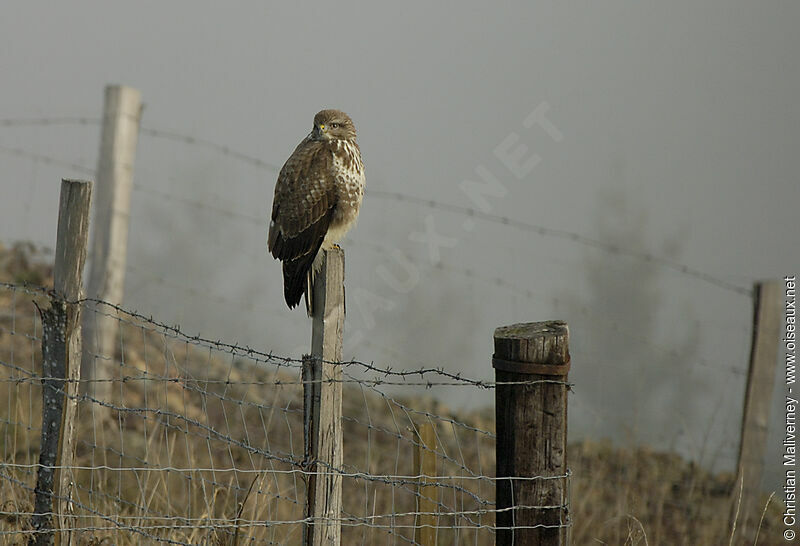 Common Buzzard