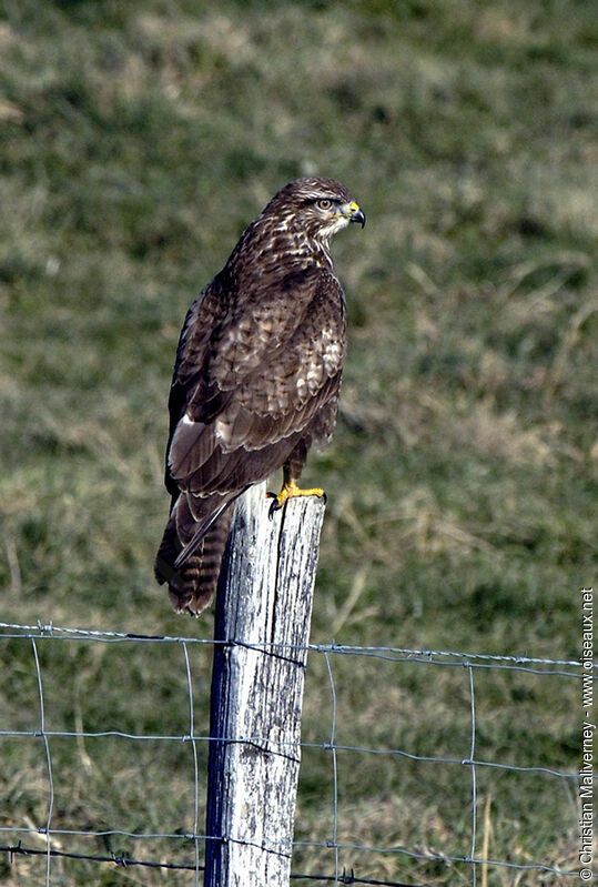 Common Buzzard