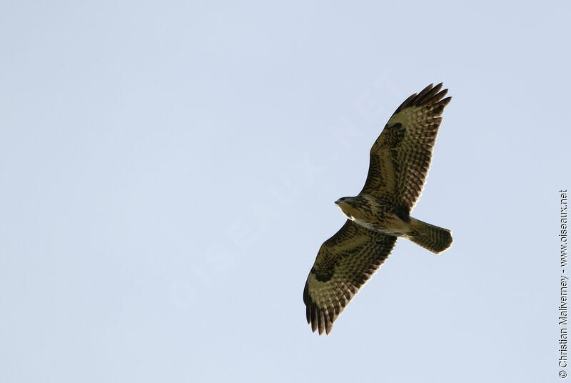 Common Buzzardadult, Flight