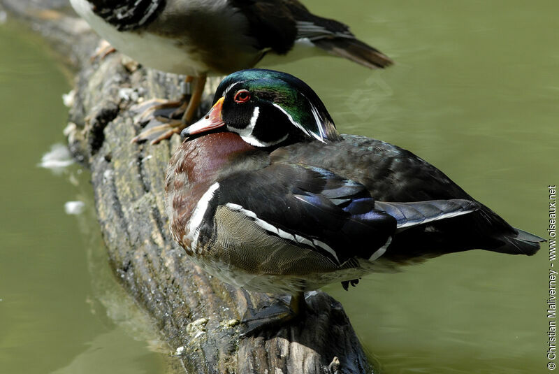 Canard carolin mâle adulte nuptial, identification