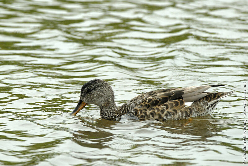 Canard chipeau mâle adulte internuptial