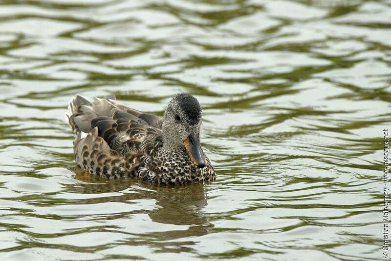 Canard chipeau mâle adulte internuptial