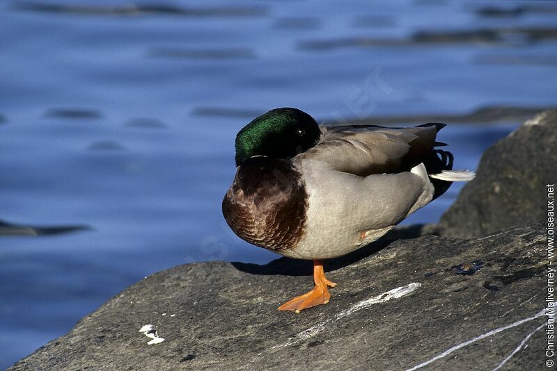 Canard colvert mâle adulte