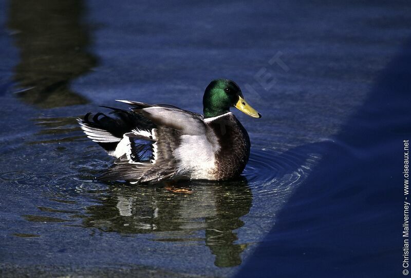 Canard colvert mâle adulte