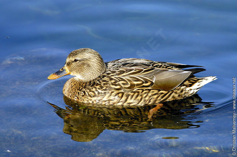 Canard colvert femelle adulte internuptial