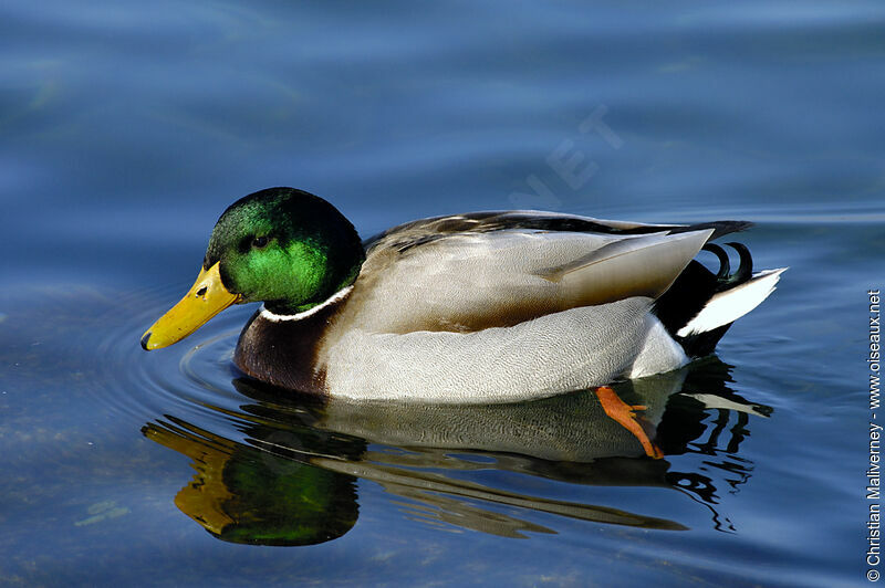 Mallard male adult post breeding