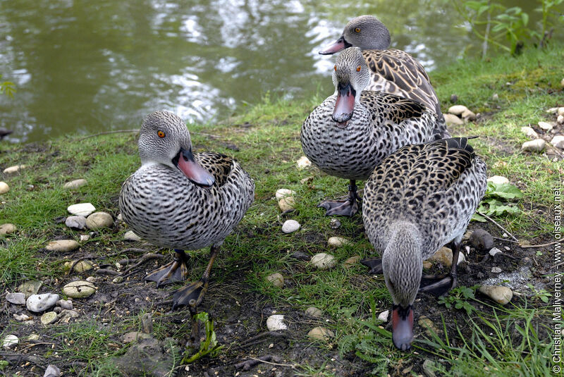 Canard du Capadulte, identification