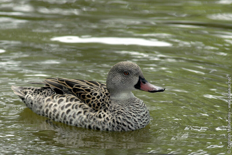 Cape Tealadult, identification