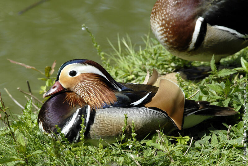 Mandarin Duck male adult breeding, identification