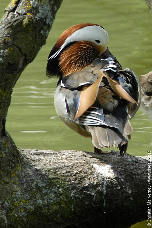 Mandarin Duck male adult breeding, identification