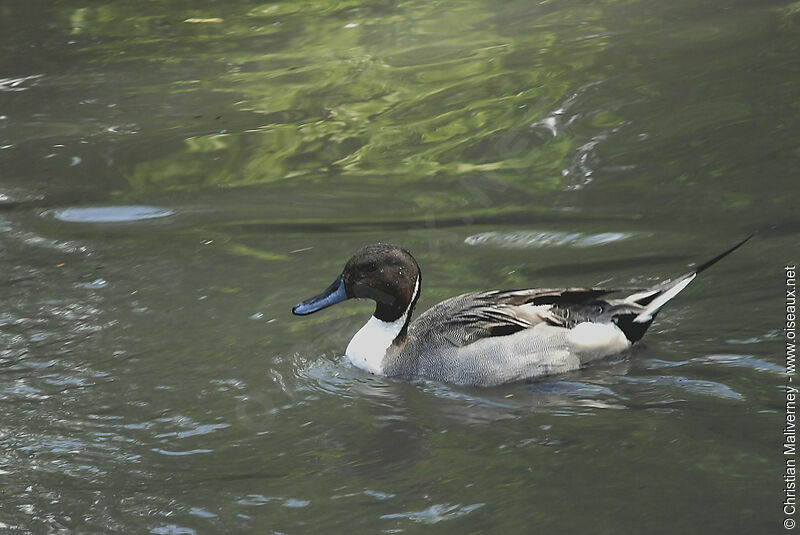 Canard pilet mâle adulte nuptial