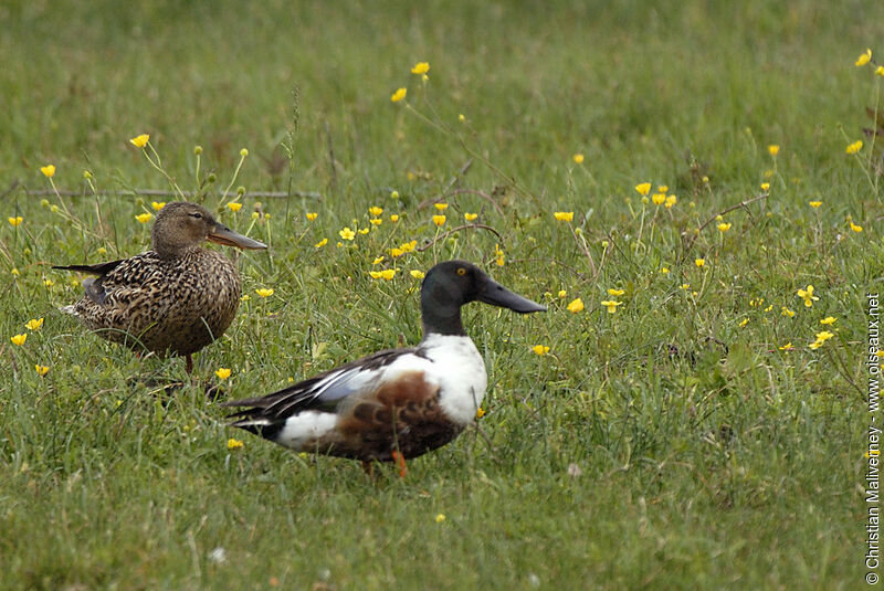 Northern Shoveler adult breeding