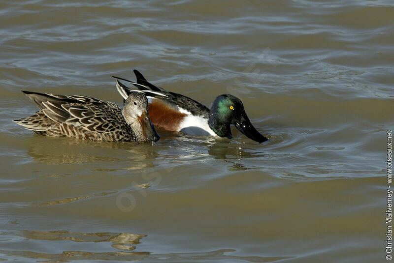 Northern Shoveler adult breeding