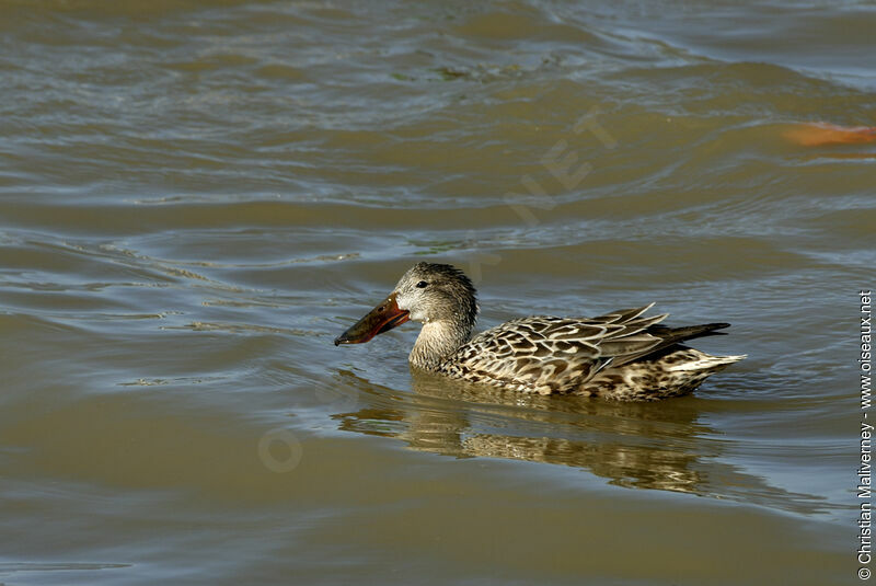 Canard souchet femelle adulte