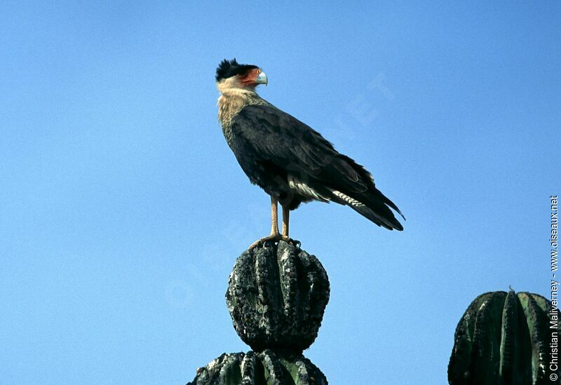 Caracara huppéadulte