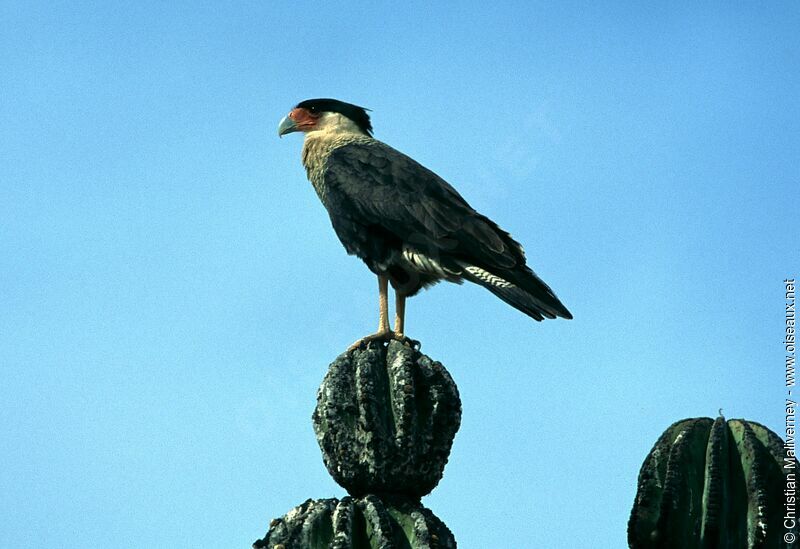 Caracara huppéadulte