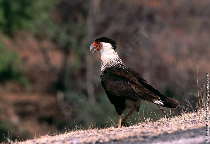 Caracara huppéadulte