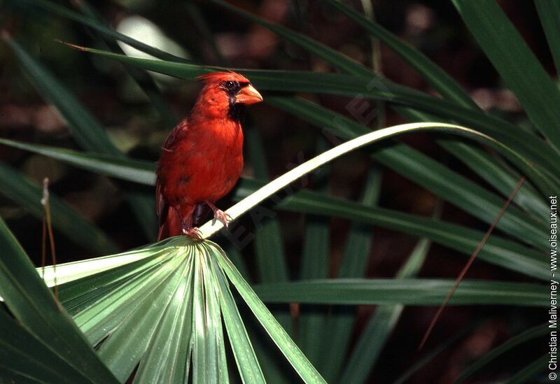 Cardinal rouge mâle adulte