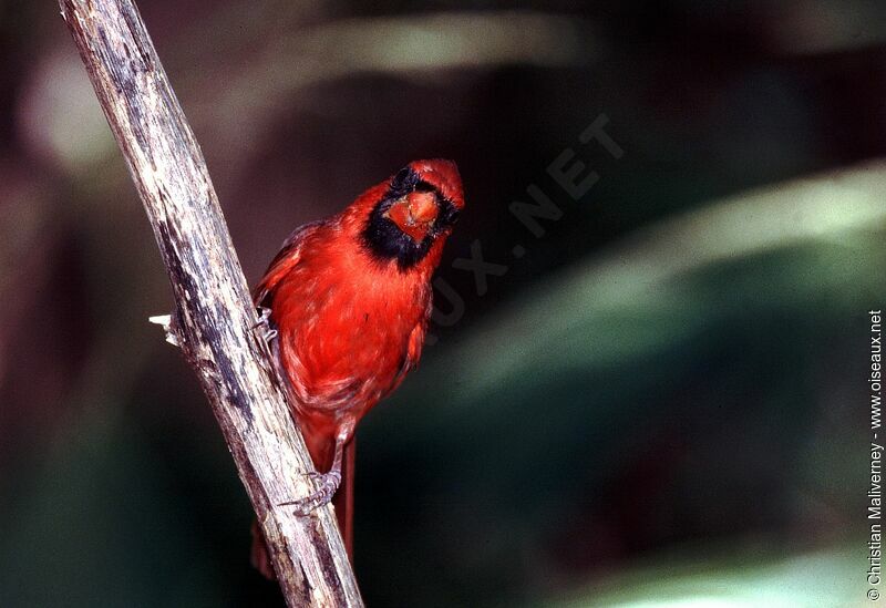 Cardinal rouge mâle adulte