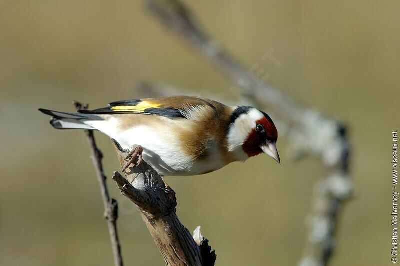 Chardonneret élégantadulte