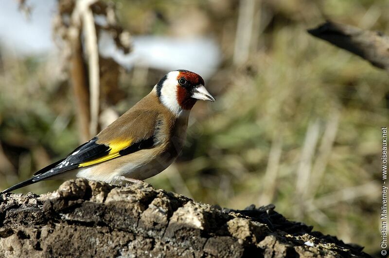 European Goldfinchadult