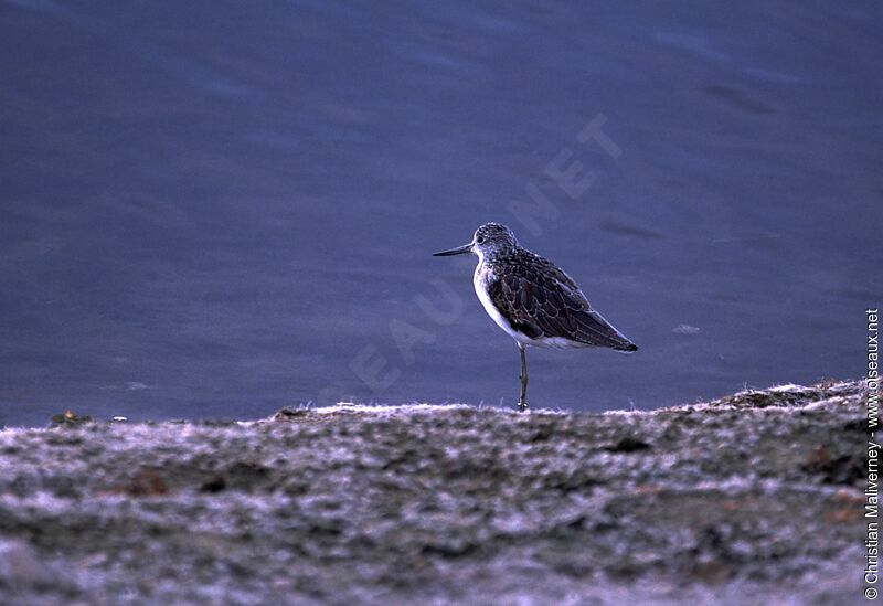 Common Greenshankadult post breeding