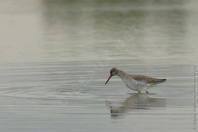 Common Redshankadult breeding