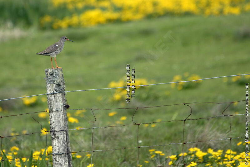 Common Redshankadult breeding, identification