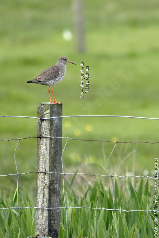 Common Redshankadult breeding, identification