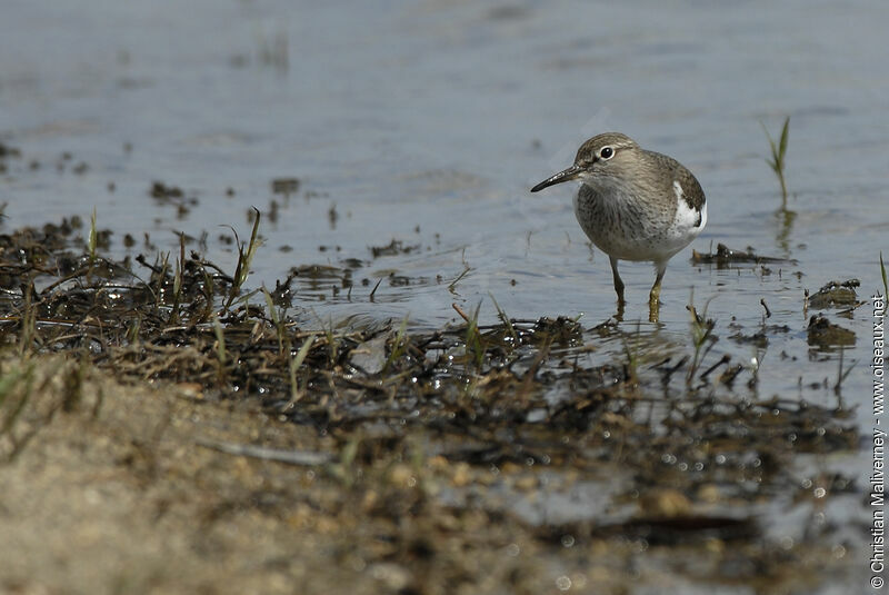 Common Sandpiperadult breeding