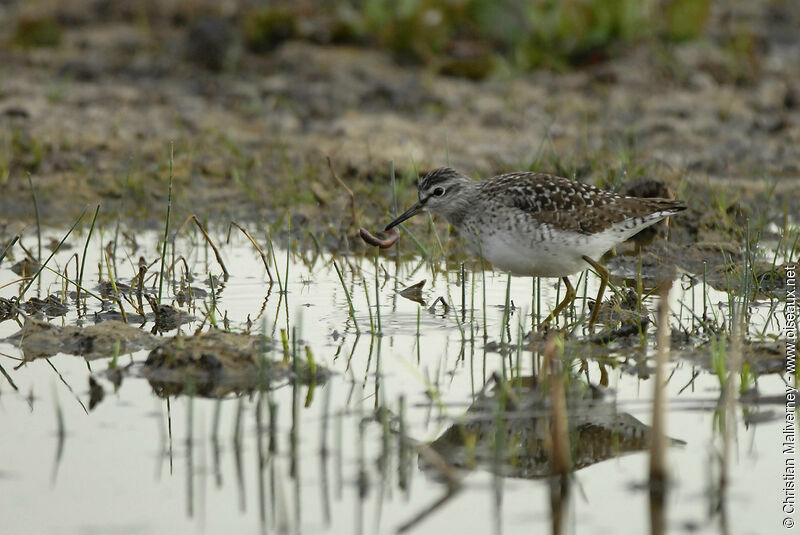 Wood Sandpiperadult breeding