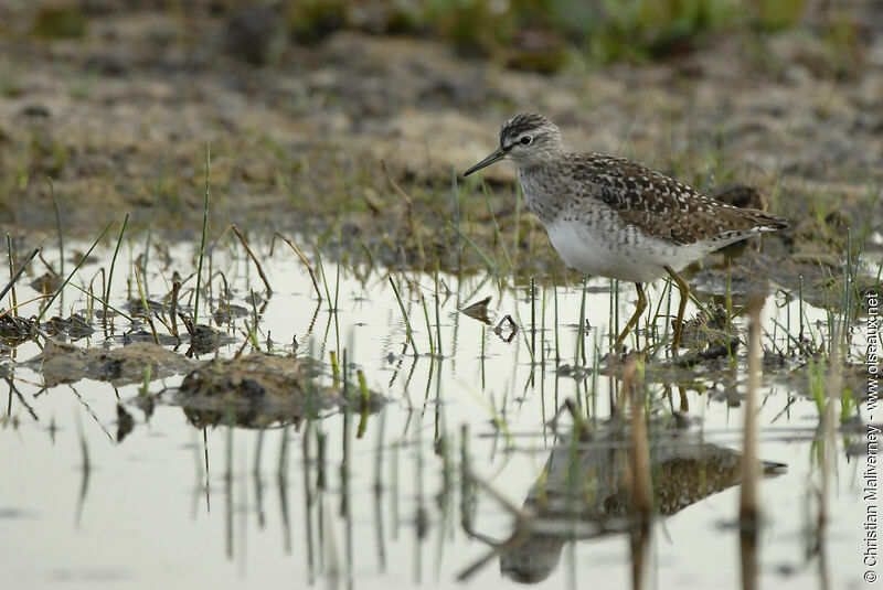 Wood Sandpiperadult breeding