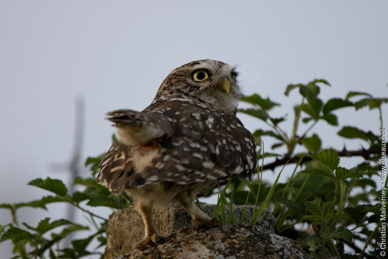 Little Owl female adult