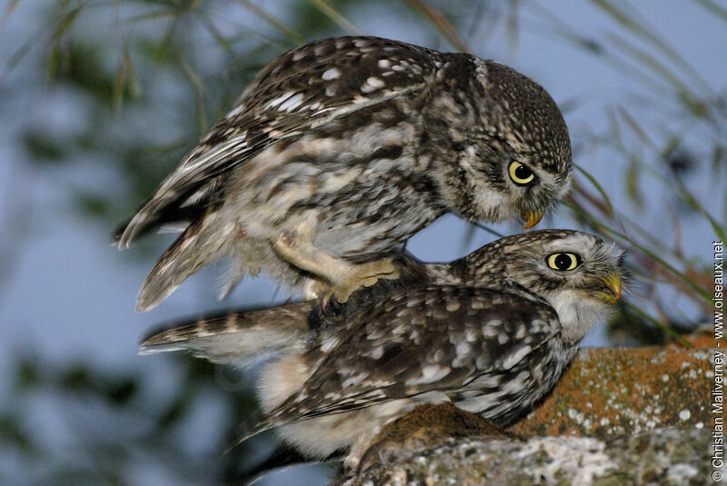 Little Owl adult