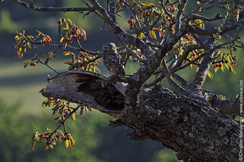 Little Owl male adult, identification