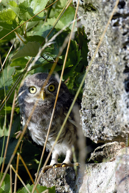 Little Owljuvenile