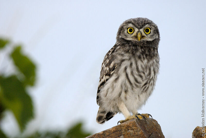 Little Owljuvenile