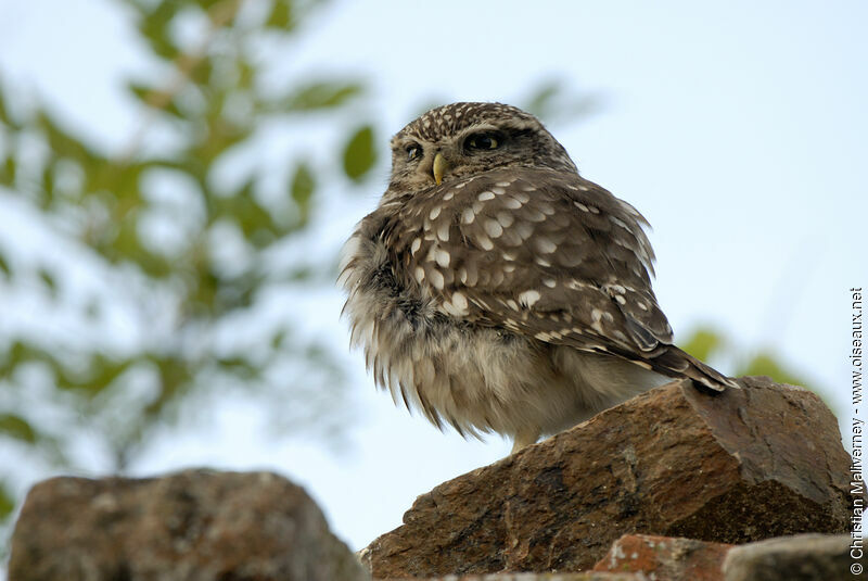 Little Owl male adult