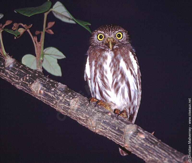 Ferruginous Pygmy Owladult