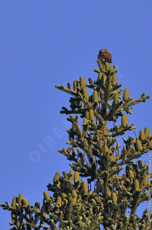 Eurasian Pygmy Owl male adult, Behaviour