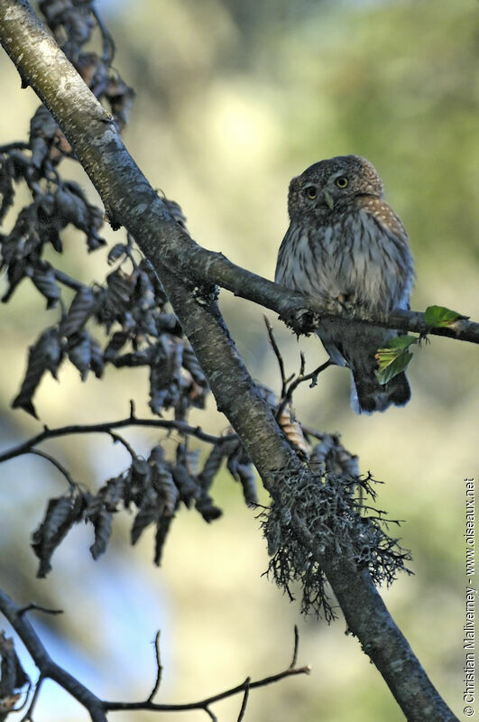 Eurasian Pygmy Owl male adult, identification