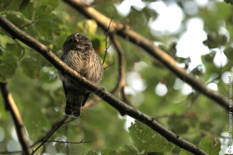 Eurasian Pygmy Owl male adult, identification