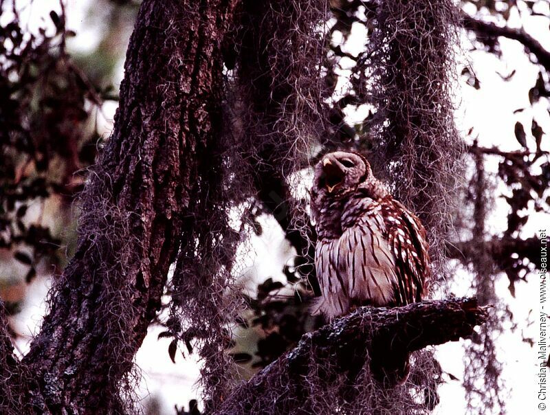 Barred Owladult