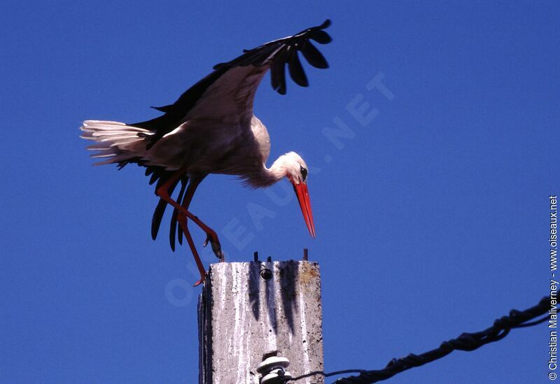 Cigogne blancheadulte