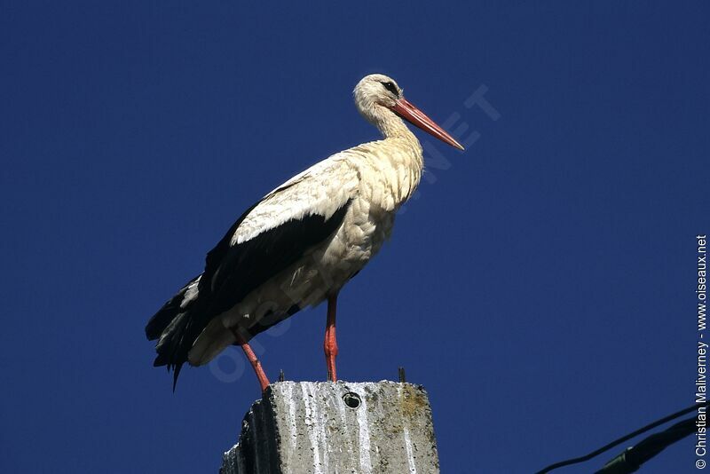 Cigogne blancheadulte