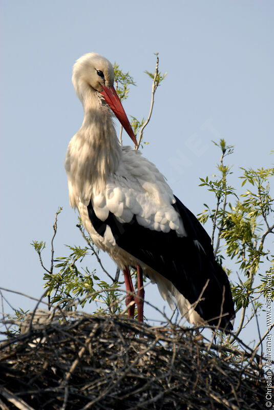 White Storkadult